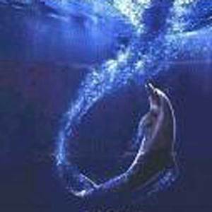 delfin_filip_sip-300