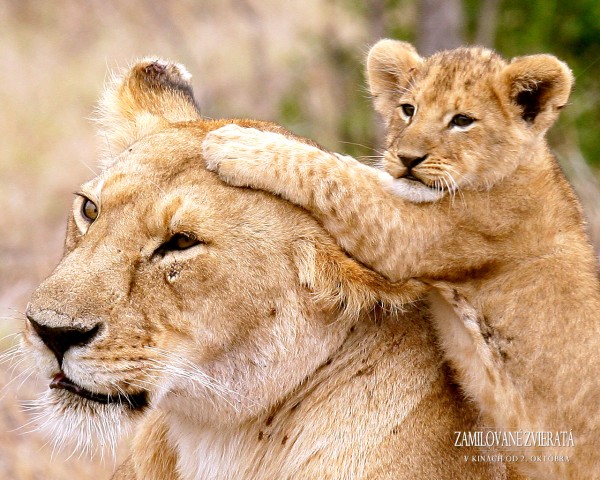 wall_ANIMALSINLOVE_1280x1024_05